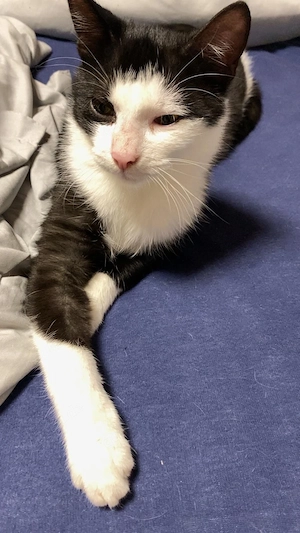 fredi jr. auch chef genannt  Bild 2