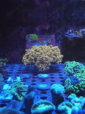 Euphylyia paradivisa Gold Grün +4 köpfe Meerwasser 