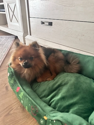 Pomeranian Zwergspitz Rüde