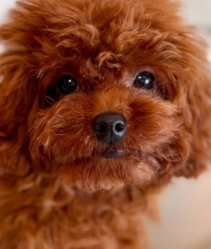 asiatischer Toypudel 6 Monate - Weibchen