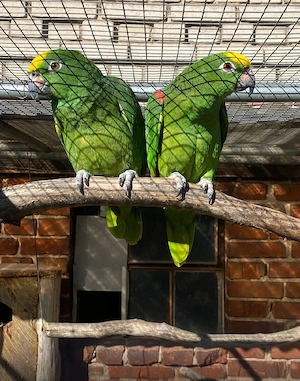 1.1 Gelbscheitelamazonen zuchtreif blutsfremd zahm