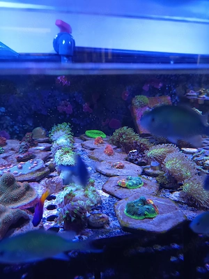 Flamming Bugatti und Rainbow Fuego Chalice Meerwasser 