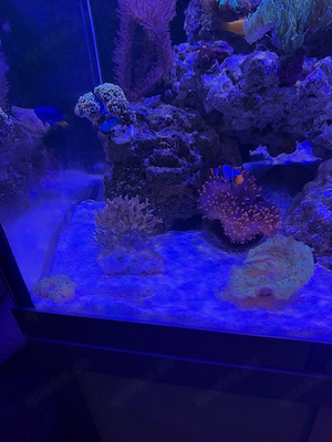 Meerwasser Aquarium Fische und Korallen