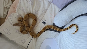0.1 Boa het albino zu verschenken 