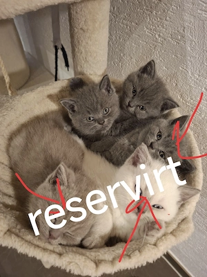 BKH Kitten suchen neues Zuhause 