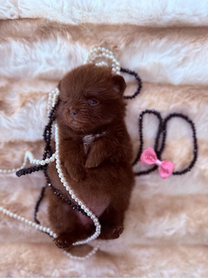 Wunderschöne Pomeranian Hündinnen schoko 