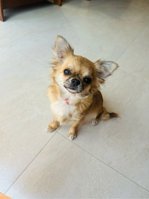 Einjährige, langhaarige Chihuahua-Hündin