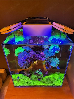 Meerwasser Aquarim Fluval Edge mit Technikbecken Korallen