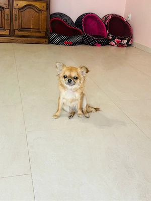 Einjährige, langhaarige Chihuahua-Hündin