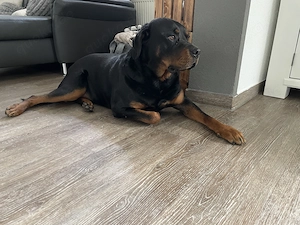 Spike sucht ein neues Zuhause