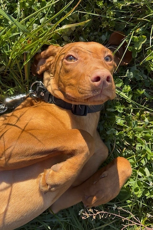 Magyar Vizsla Hündin Junghund Familienhund 