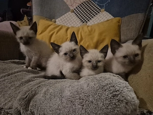 siam kitten suchen ihr zuhause 