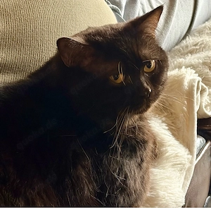 Schokofarbener BKH Kater sucht neues Zuhause