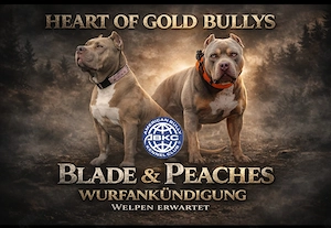 ( Wurfankündigung ) American Bully xl 