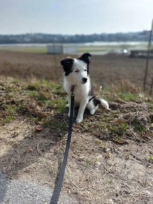 Aussi Mix Hündin sucht neues Zuhause 
