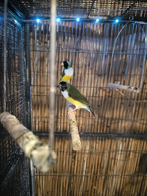 Zuchtpaar Gouldamadinen zu verkaufen