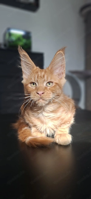Typvoller Maine Coon Kitten mit Stammbaum