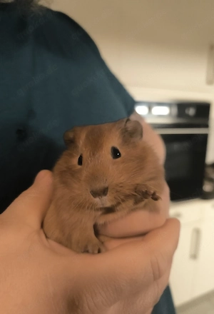 meerschweinchen 
