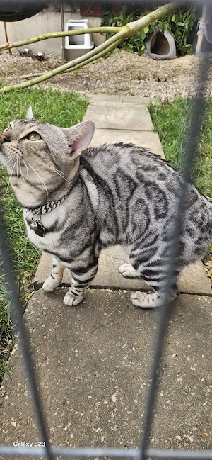 Deckkater Bengal mit Stammbaum
