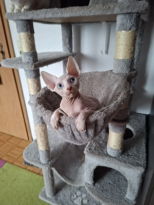 Süßes Kätzchen sucht ein liebevolles Zuhause   