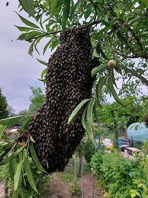 Bienenvölker   Wirtschaftsvölker zu verkaufen