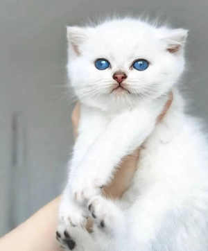 Weiß Britisch Kurzhaar Kätzchen