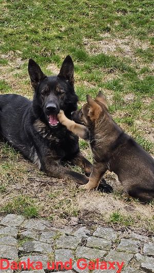 Reinrassige Schäferhundwelpen stammen aus 100% DDR Linien