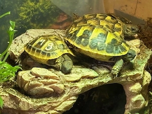 Dalmatische Landschildkröten (Thherc) und Griechische Landschildkröten (Thb) 07 25 geboren