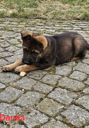 Reinrassige Schäferhundwelpen stammen aus 100% DDR Linien