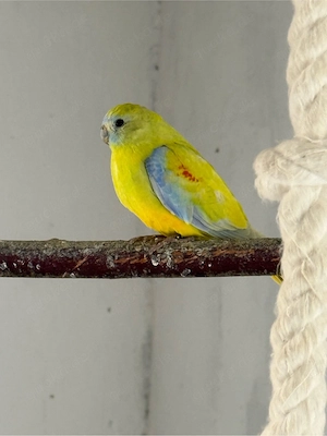 Verkaufe Schönsittiche 2,1 aus 2026