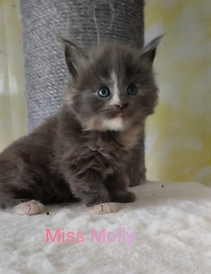 Flauschpopos abzugeben 