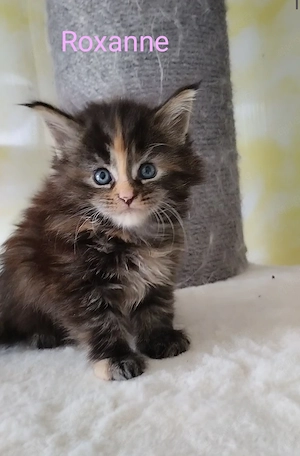 Flauschpopos abzugeben 