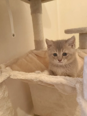 BKH Kitten am 10.februar geboren 