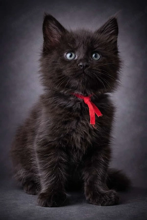 Maine Coon Kitten Junge mit Stammbaum 