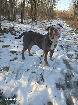Oeb Old English Bulldogge Rüde 1 Jahr 