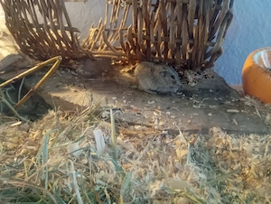 Grauer Steppenlemming