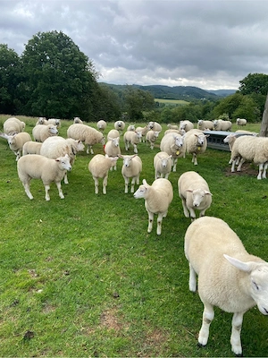 Texelschafe Reinrassig