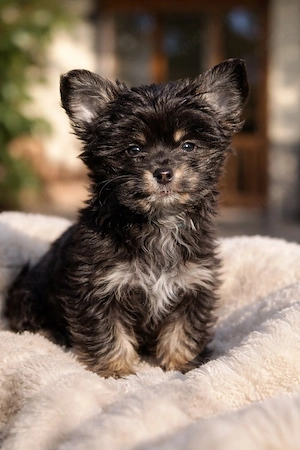 ganz flauschiger Malchipoo Rüde   Maltipoo - Chihuahua