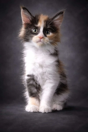 Maine Coon Kitten Mädchen mit Stammbaum 