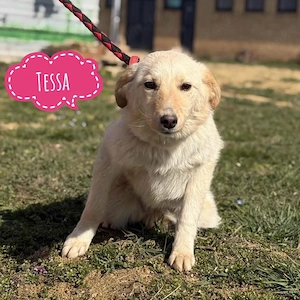 Tessa, wunderhübsche Mischlingshündin