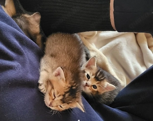 BKH-Bengal Mix Kitten Bild 3