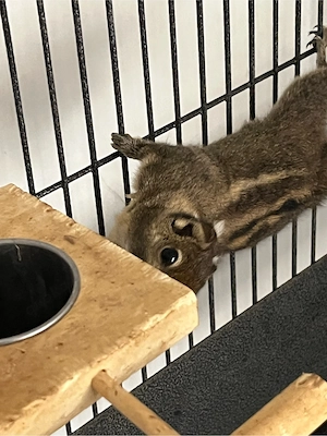 Chinesische Streifenhörnchen abzugeben