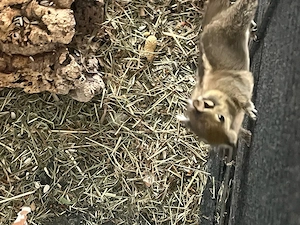 Chinesische Streifenhörnchen abzugeben