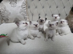 Heilige Birma  Siam mix Kitten