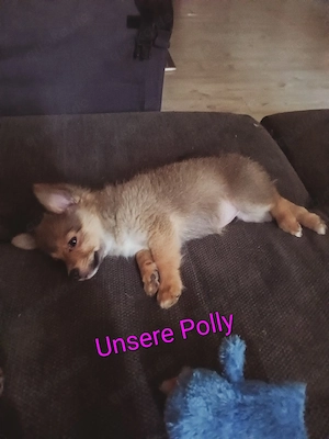 Niedliche Mix Welpen zu verkaufen    Bild 10