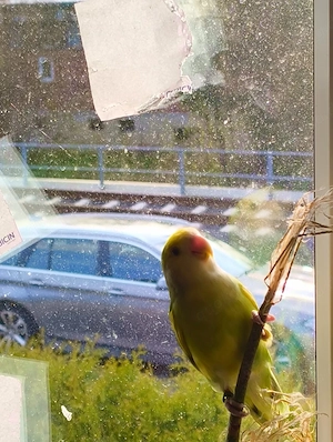 Rosenköpfchen "Sprite" sucht eine Freundin