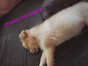 Niedliche Mix Welpen zu verkaufen    Bild 8