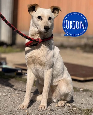 Orion, süßer und katzenverträglicher Podenco Mischling