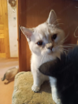 Reinrassiges BKH- Kätzchen  Kitten 
