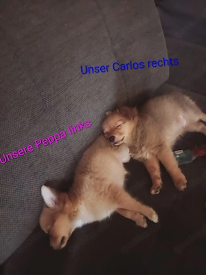 Niedliche Mix Welpen zu verkaufen    Bild 9